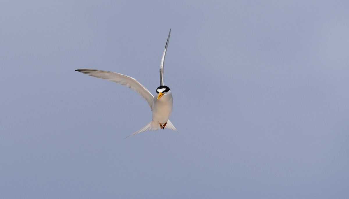 Least Tern - ML167813101