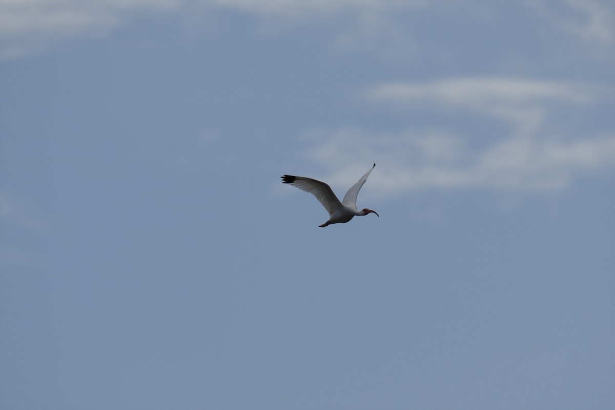 ibis bílý - ML167813421