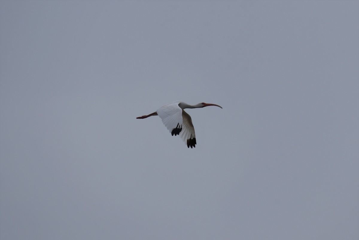 ibis bílý - ML167813441