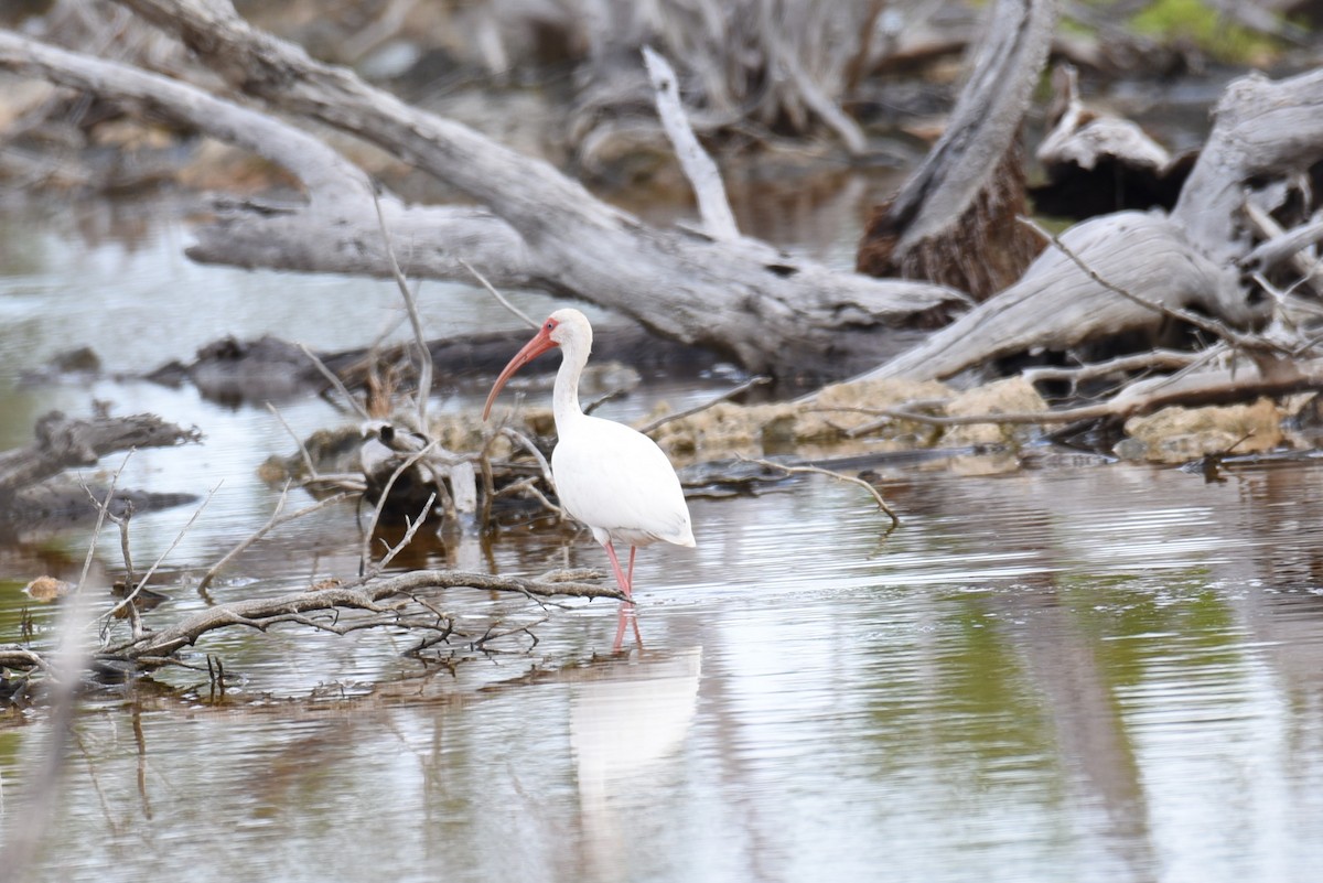 White Ibis - ML167813511