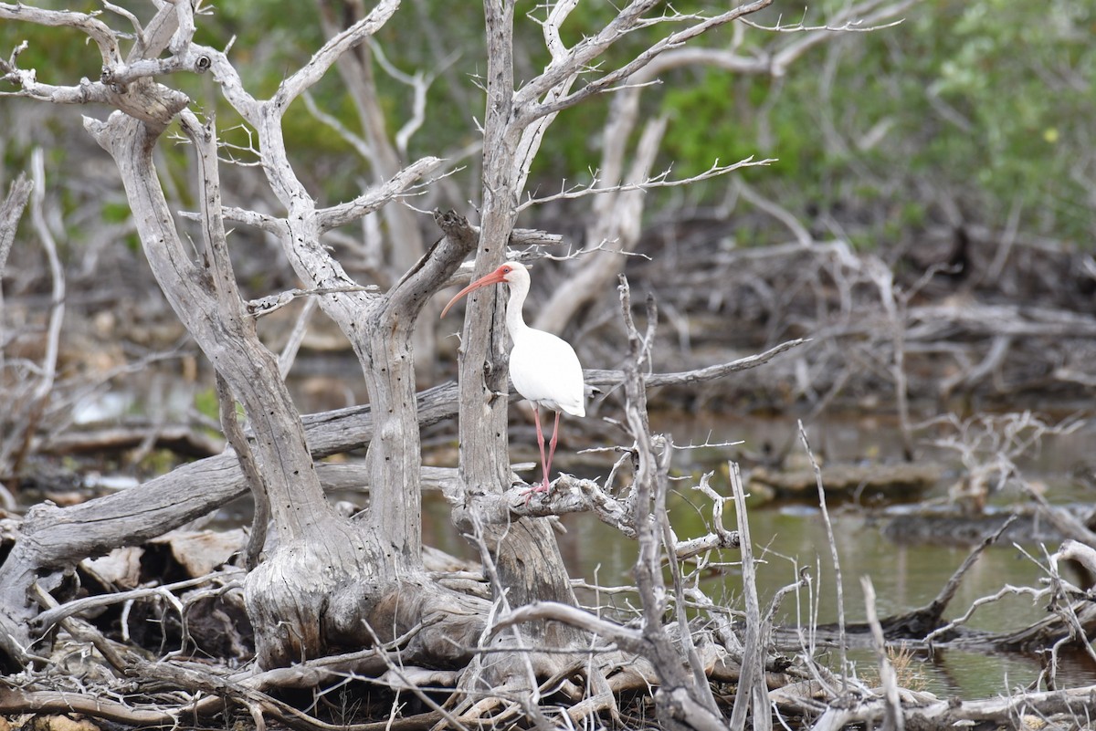 ibis bílý - ML167813521