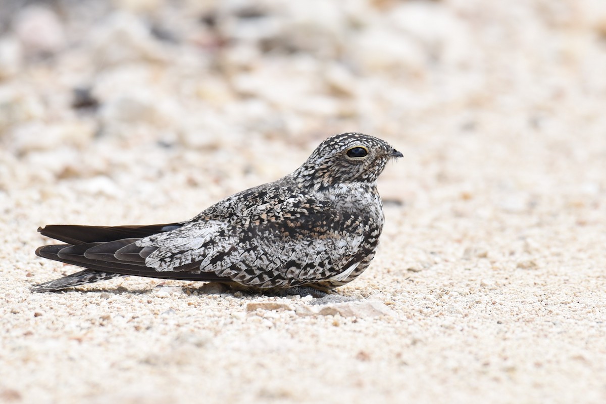 Antillean Nighthawk - ML167813761