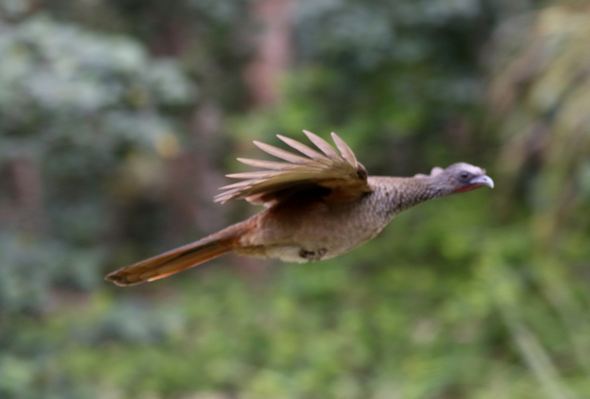 Chachalaca Moteada (guttata/subaffinis) - ML167814851