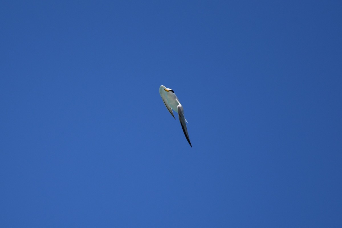 Least Tern - Hannes Leonard