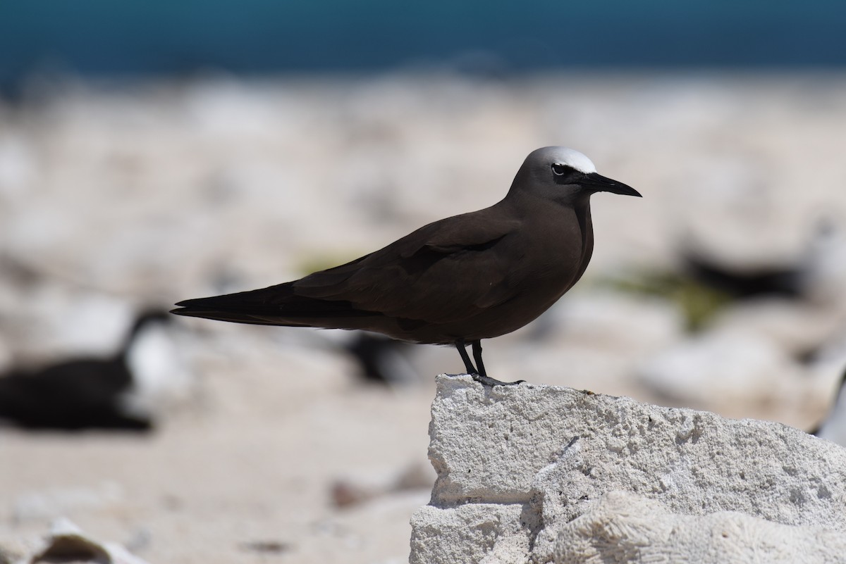 Brown Noddy - Hannes Leonard