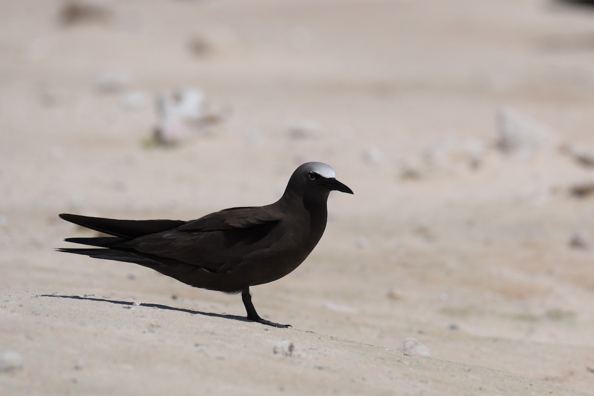 Brown Noddy - ML167815901