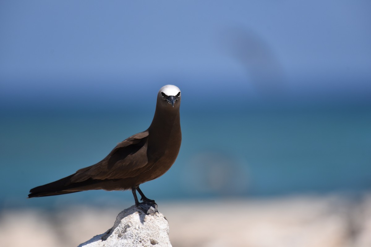 Brown Noddy - Hannes Leonard