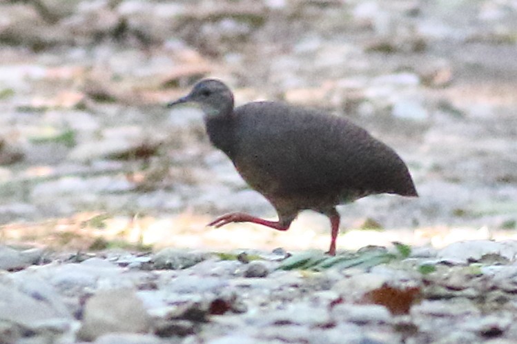 Thicket Tinamou - Mark L. Hoffman