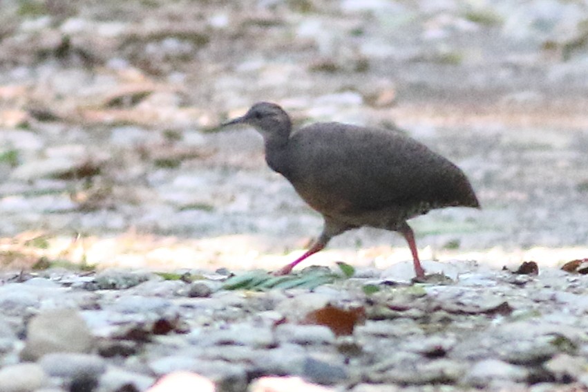 Thicket Tinamou - Mark L. Hoffman