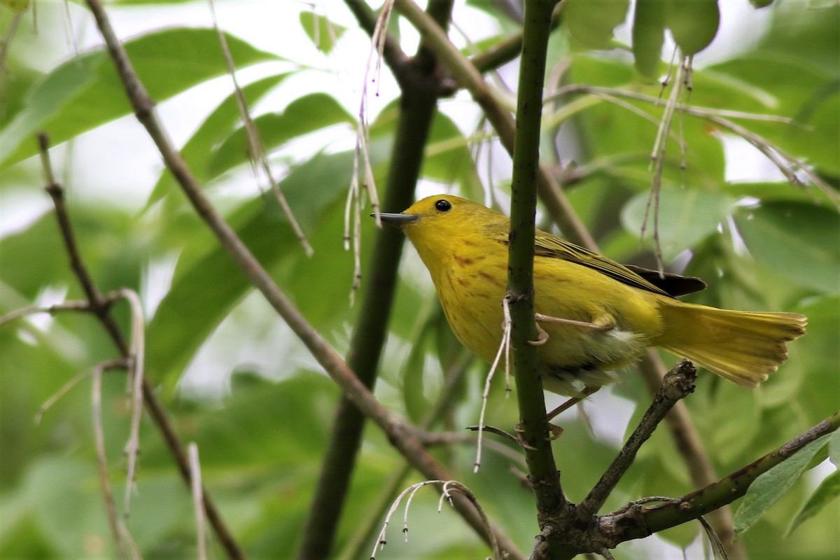 Yellow Warbler - ML167818811