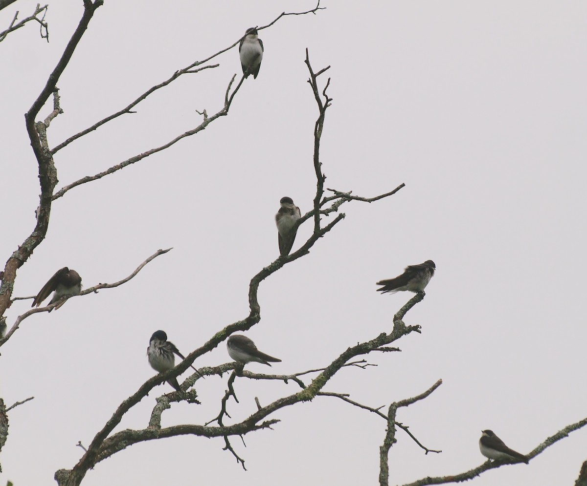 Tree Swallow - Bill Bunn