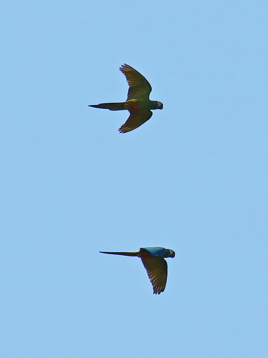 Red-bellied Macaw - ML167819371