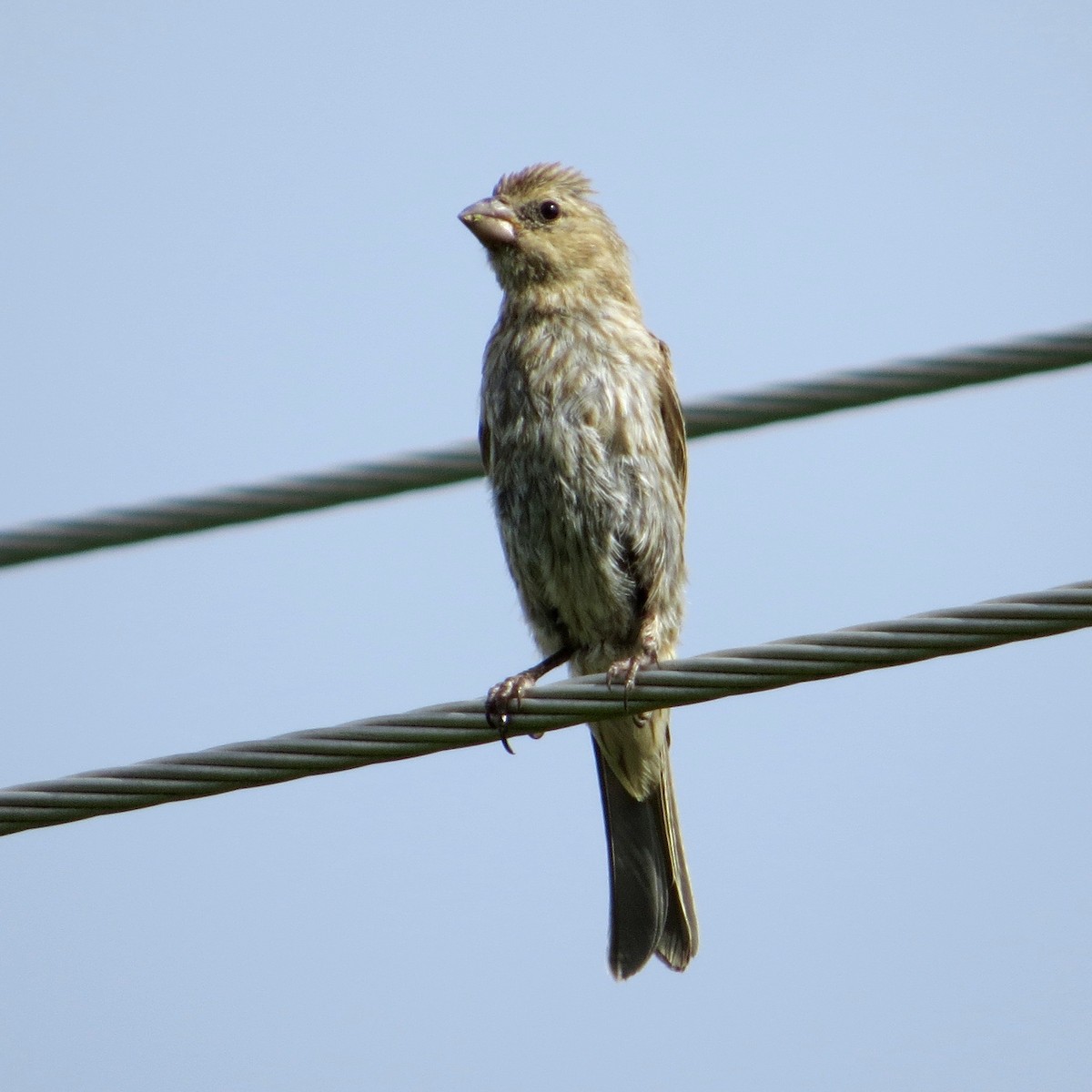 House Finch - Bill Lisowsky