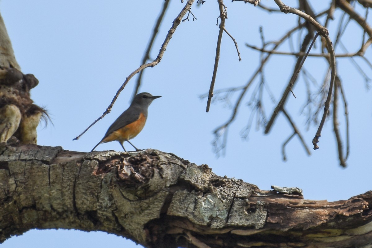 Little Rock-Thrush - ML167821671