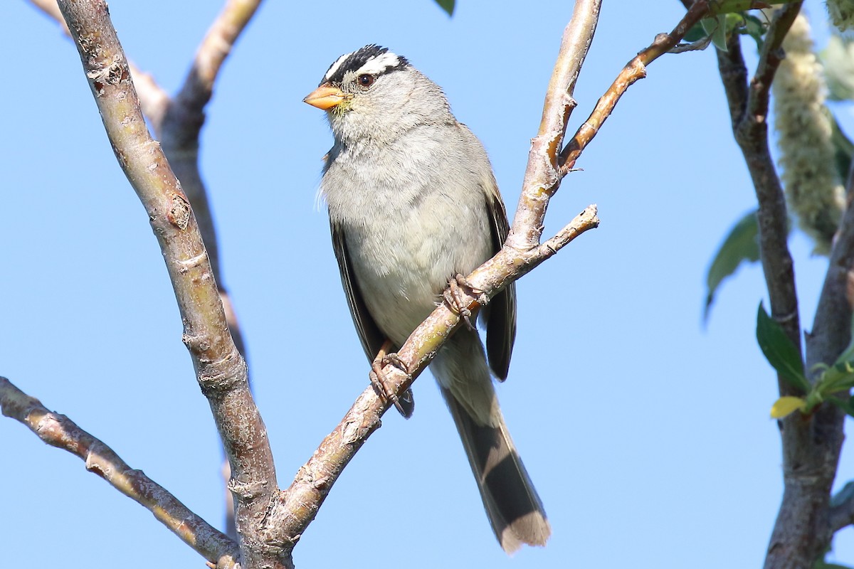 White-crowned Sparrow - ML167822031