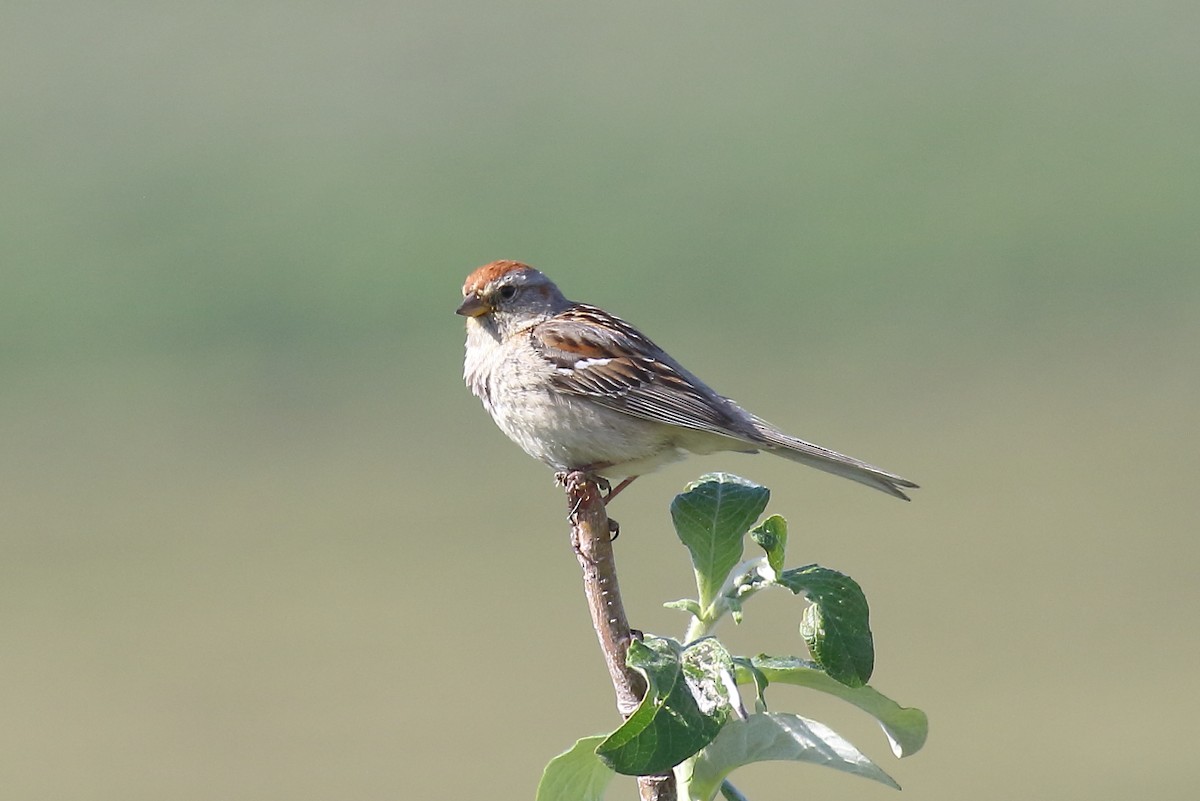 American Tree Sparrow - ML167822511