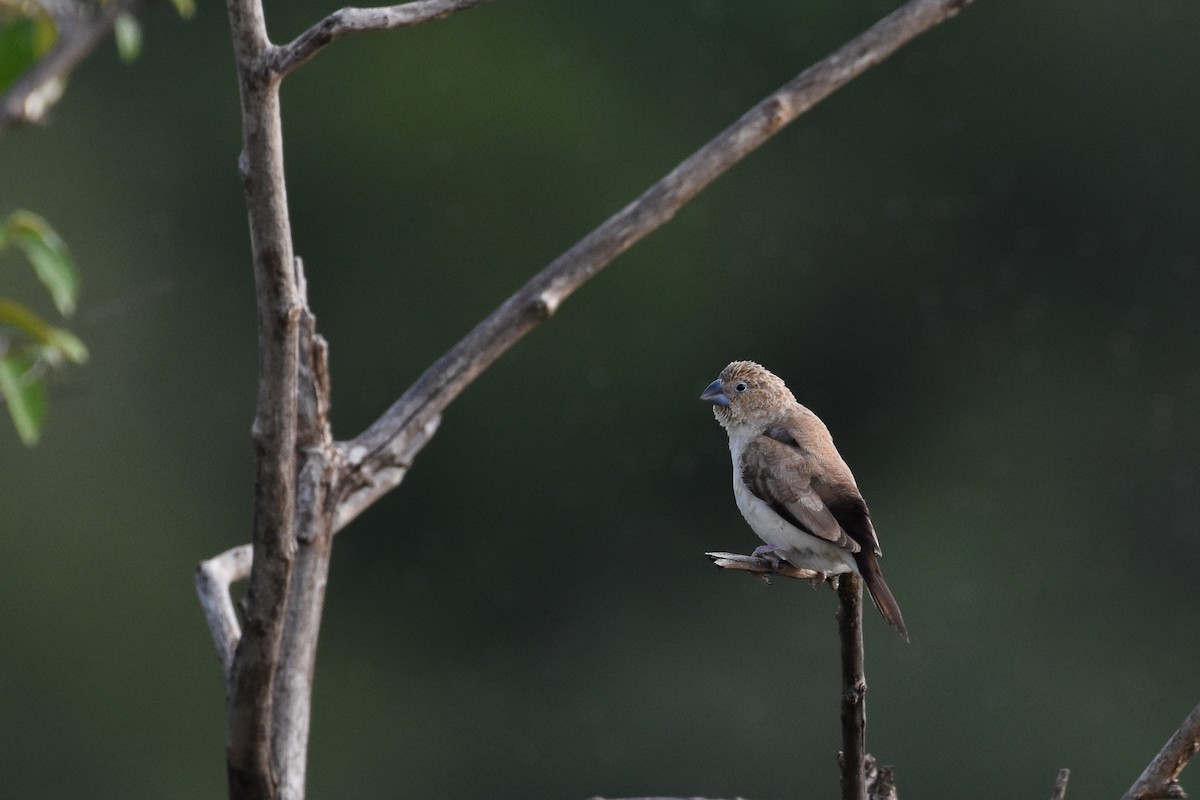 African Silverbill - ML167822761