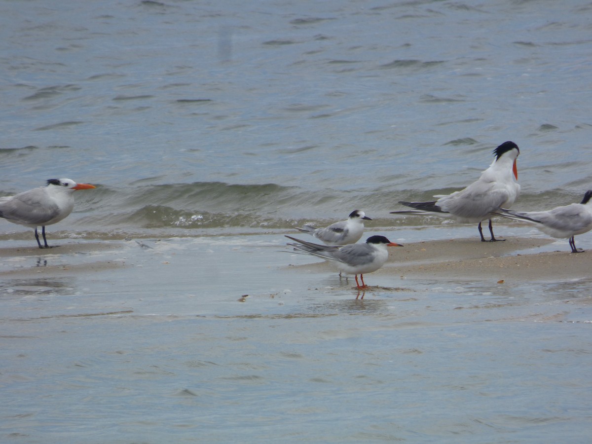 Common Tern - ML167822841