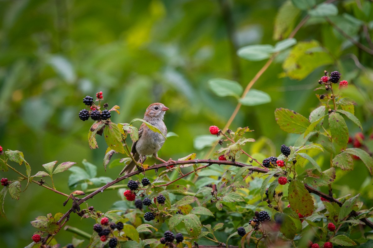 Field Sparrow - ML167822931