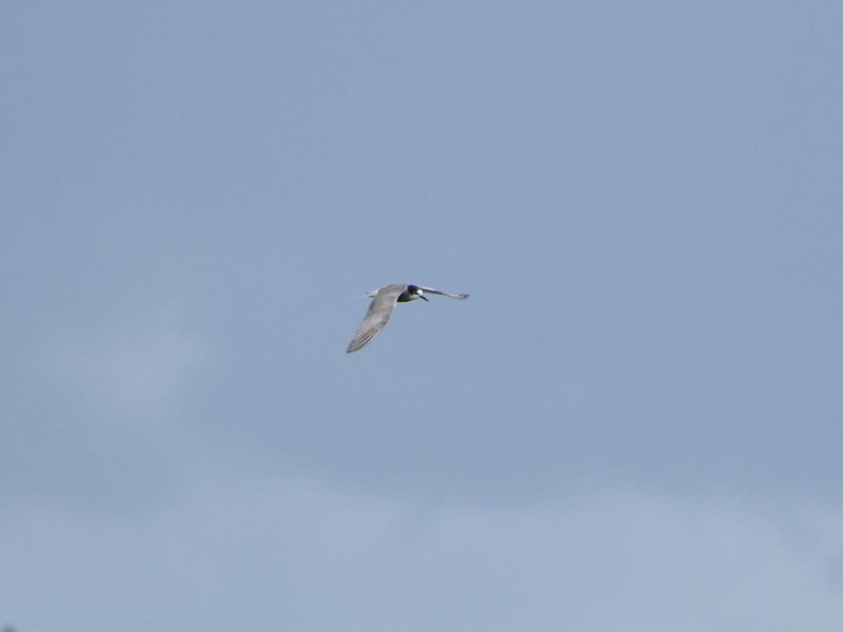 Black Tern - Olga Kalashnikova