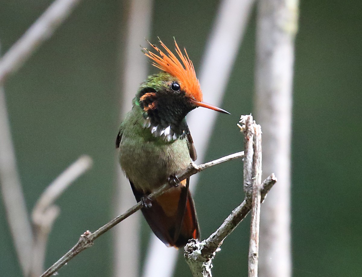 Rufous-crested Coquette - Myles McNally