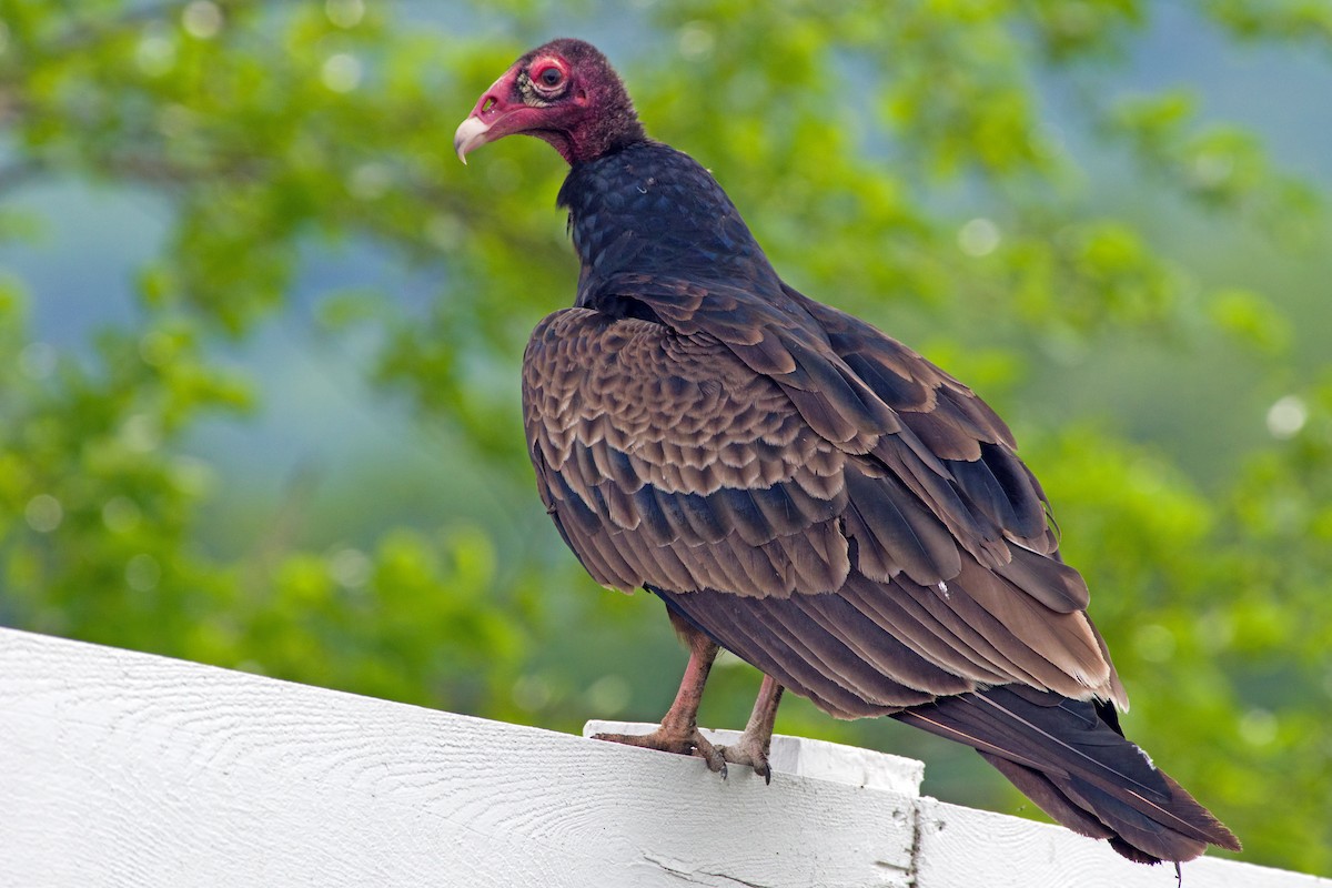 Turkey Vulture - Rob Dickerson