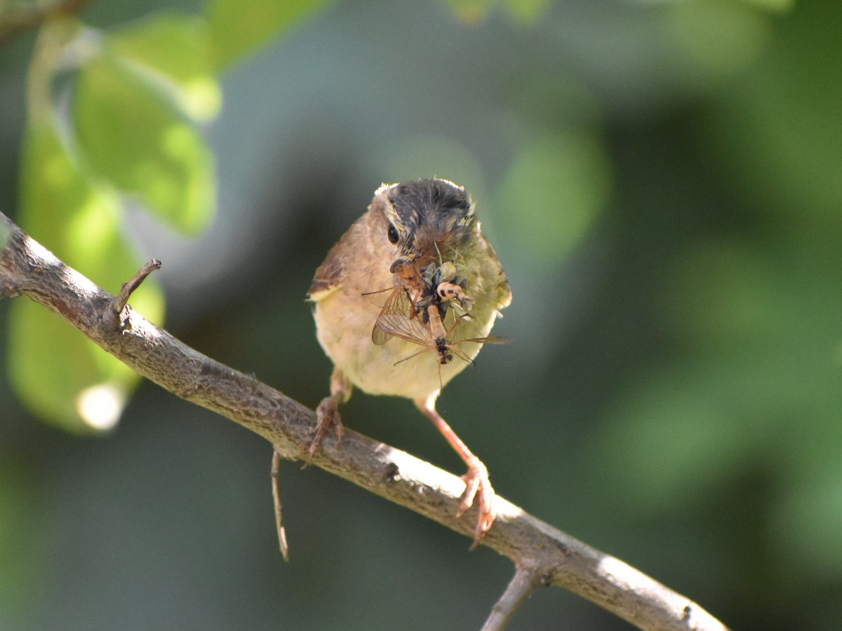 Common Chiffchaff - Olga Kalashnikova