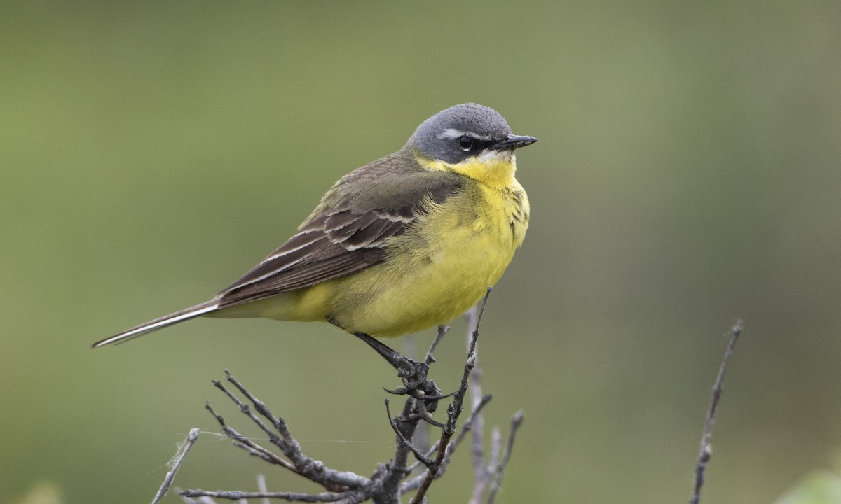 Eastern Yellow Wagtail - Brian Sullivan