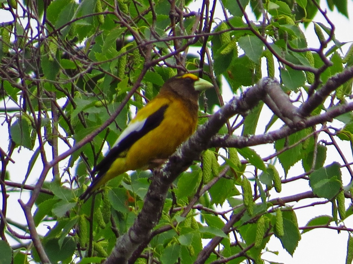 Evening Grosbeak - ML167825421