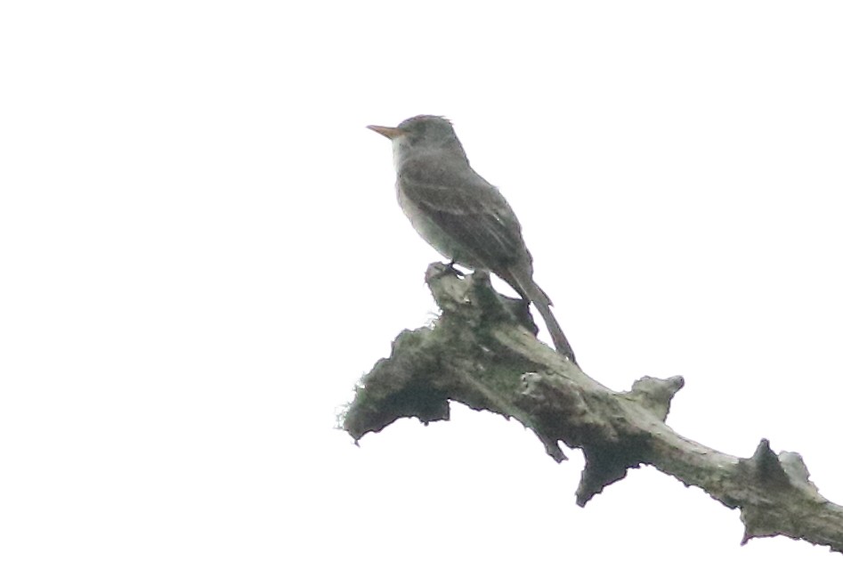 Greater Pewee - Mark L. Hoffman