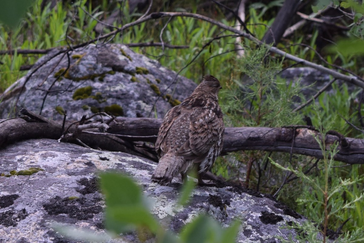 Ruffed Grouse - ML167828891