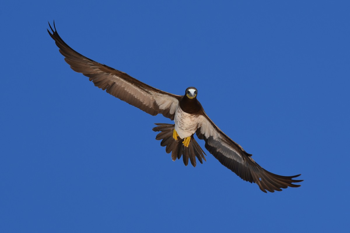 Brown Booby - ML167829481