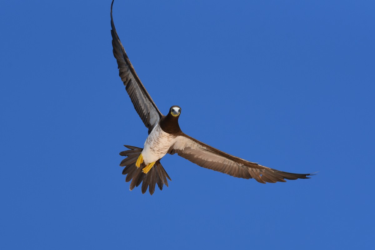 Brown Booby - Hannes Leonard