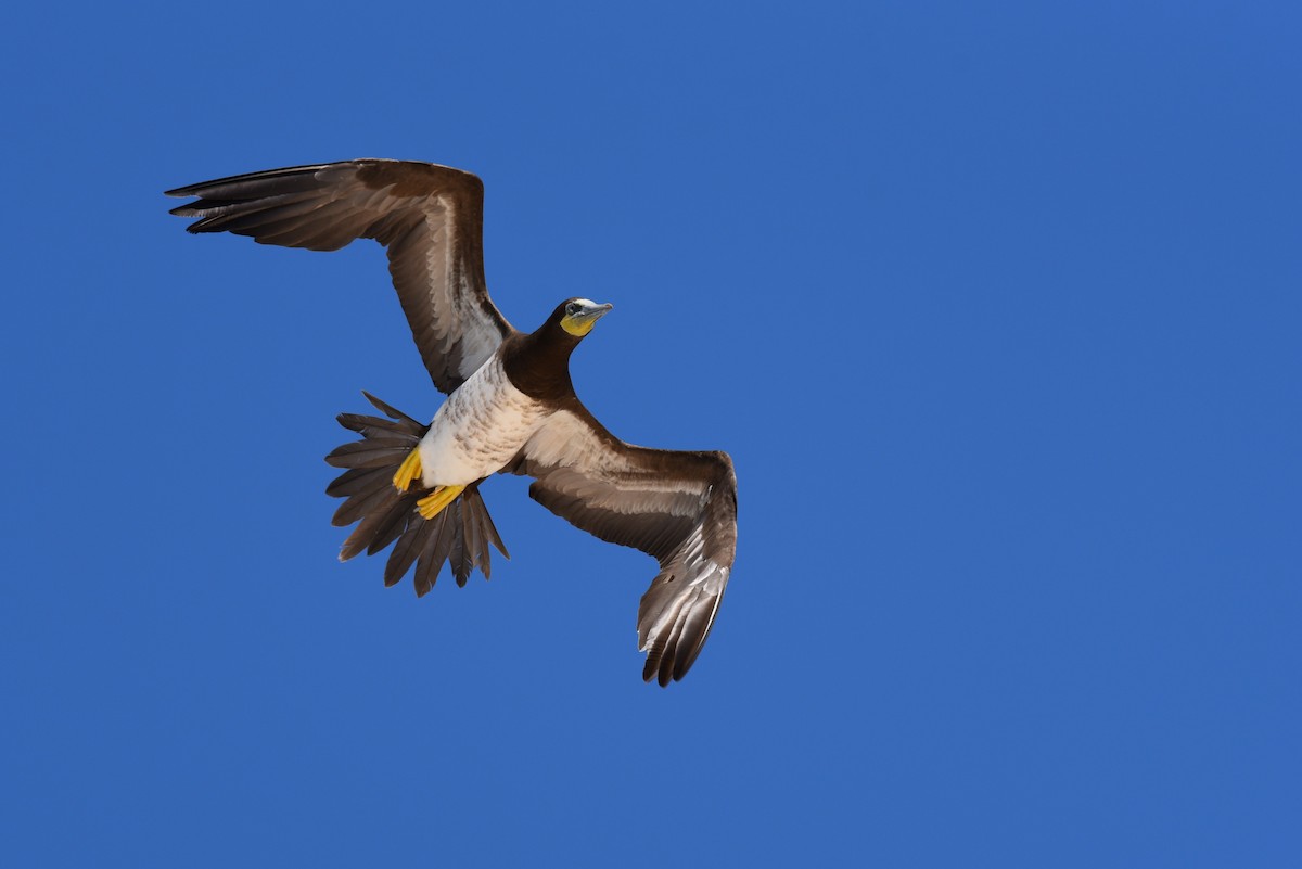 Brown Booby - Hannes Leonard