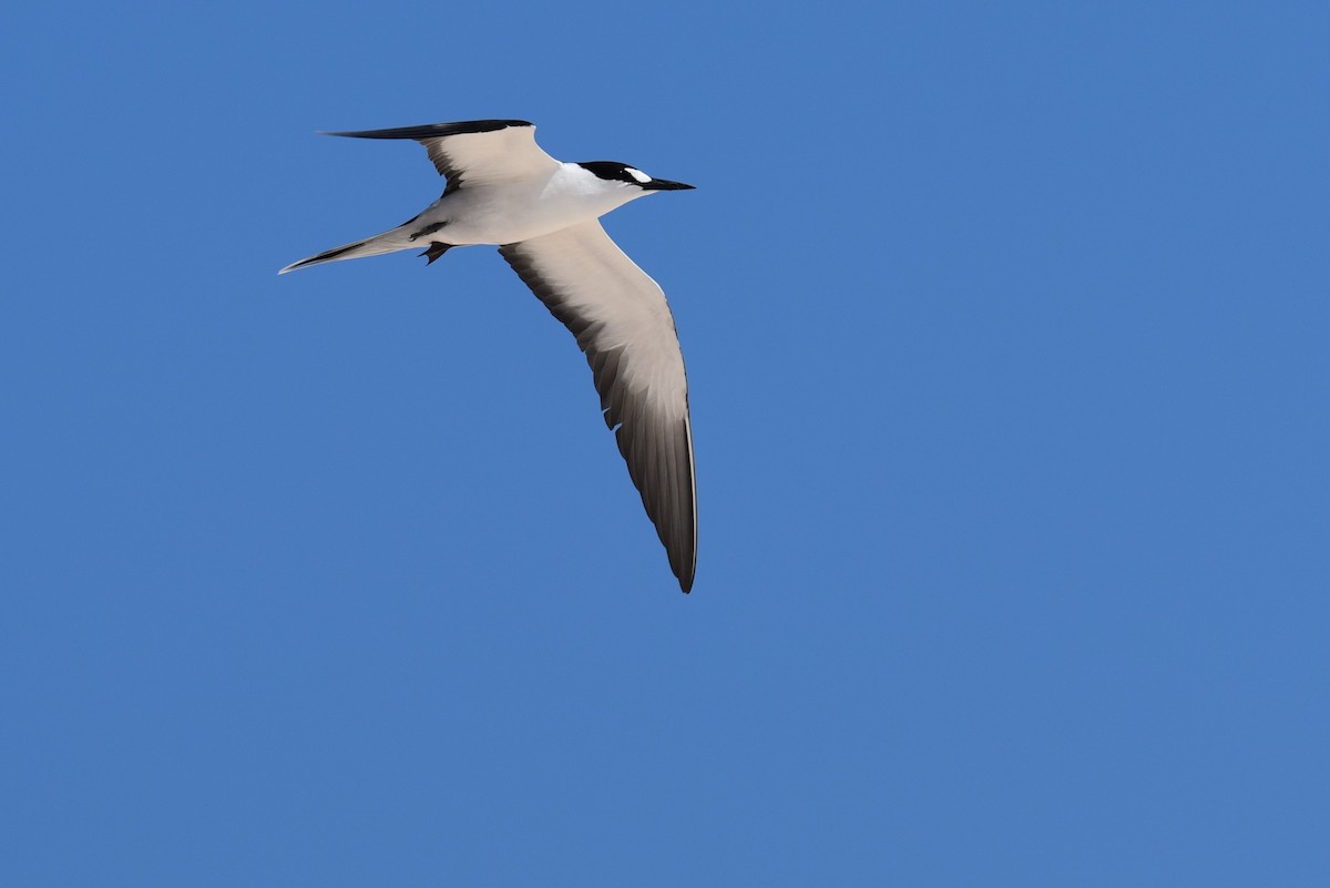 Sooty Tern - ML167829611