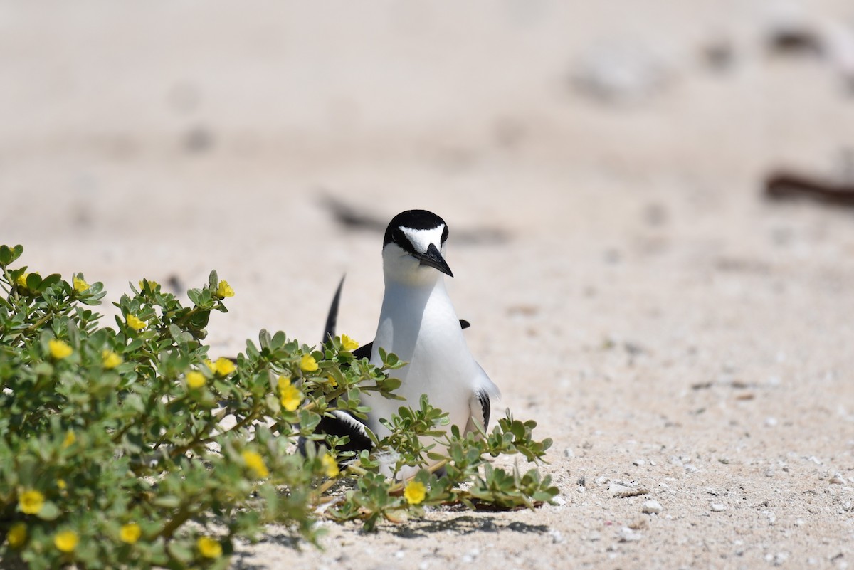 Sooty Tern - Hannes Leonard