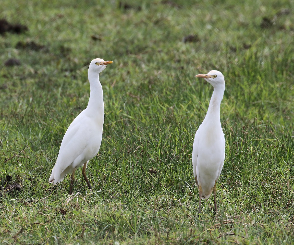 Western Cattle Egret - ML167830631