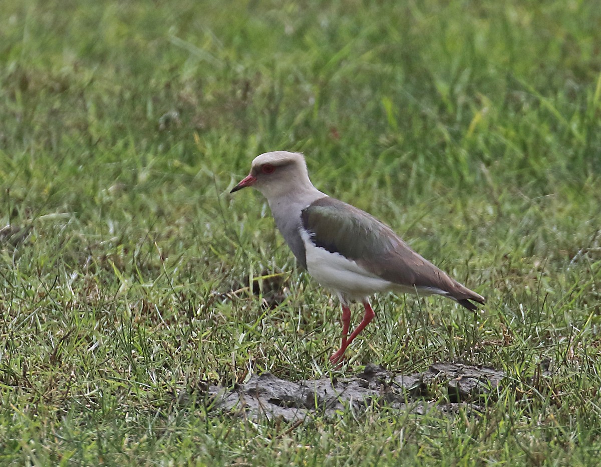 Andean Lapwing - ML167830911