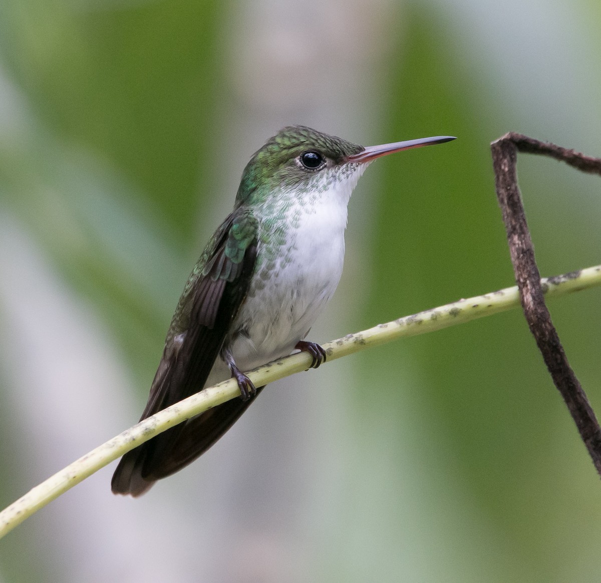 White-bellied Emerald - Isaias Morataya