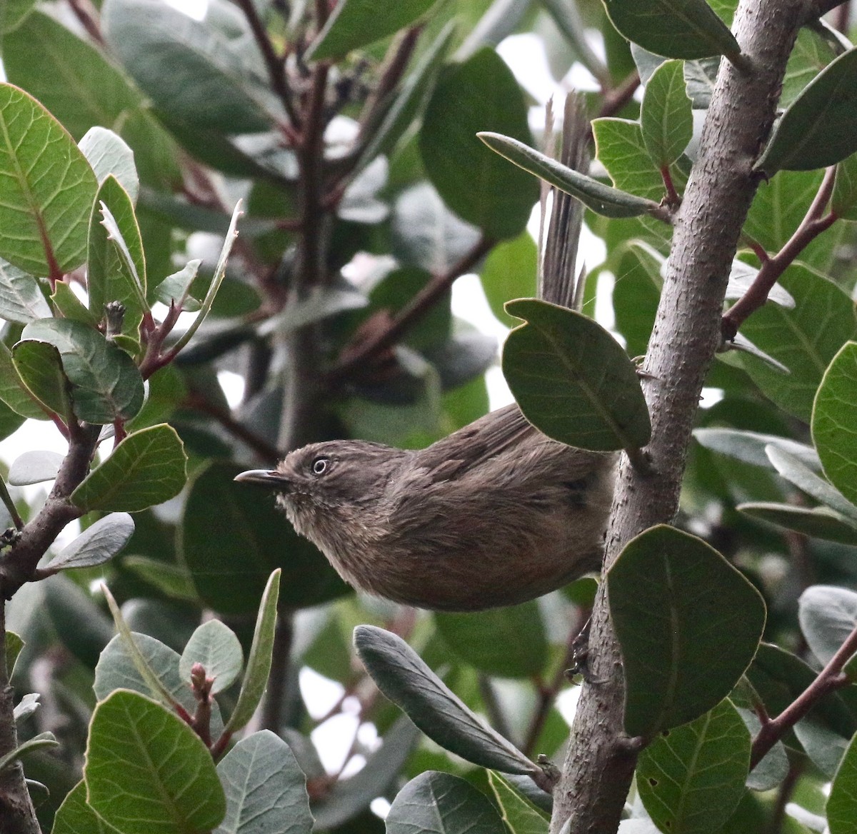 Wrentit - ML167835651