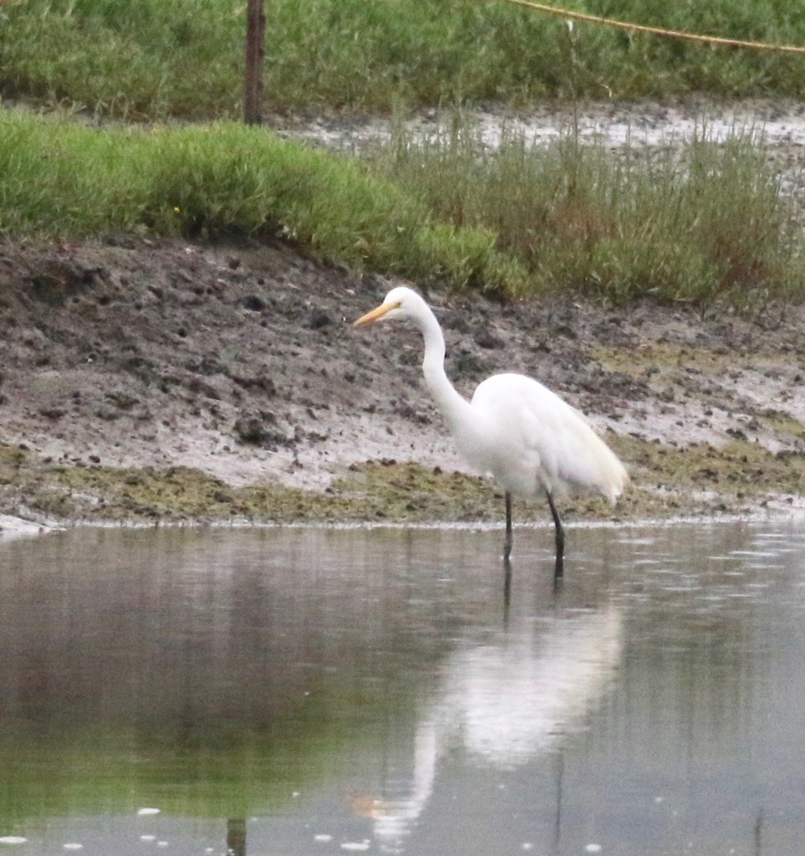 Great Egret - ML167835821