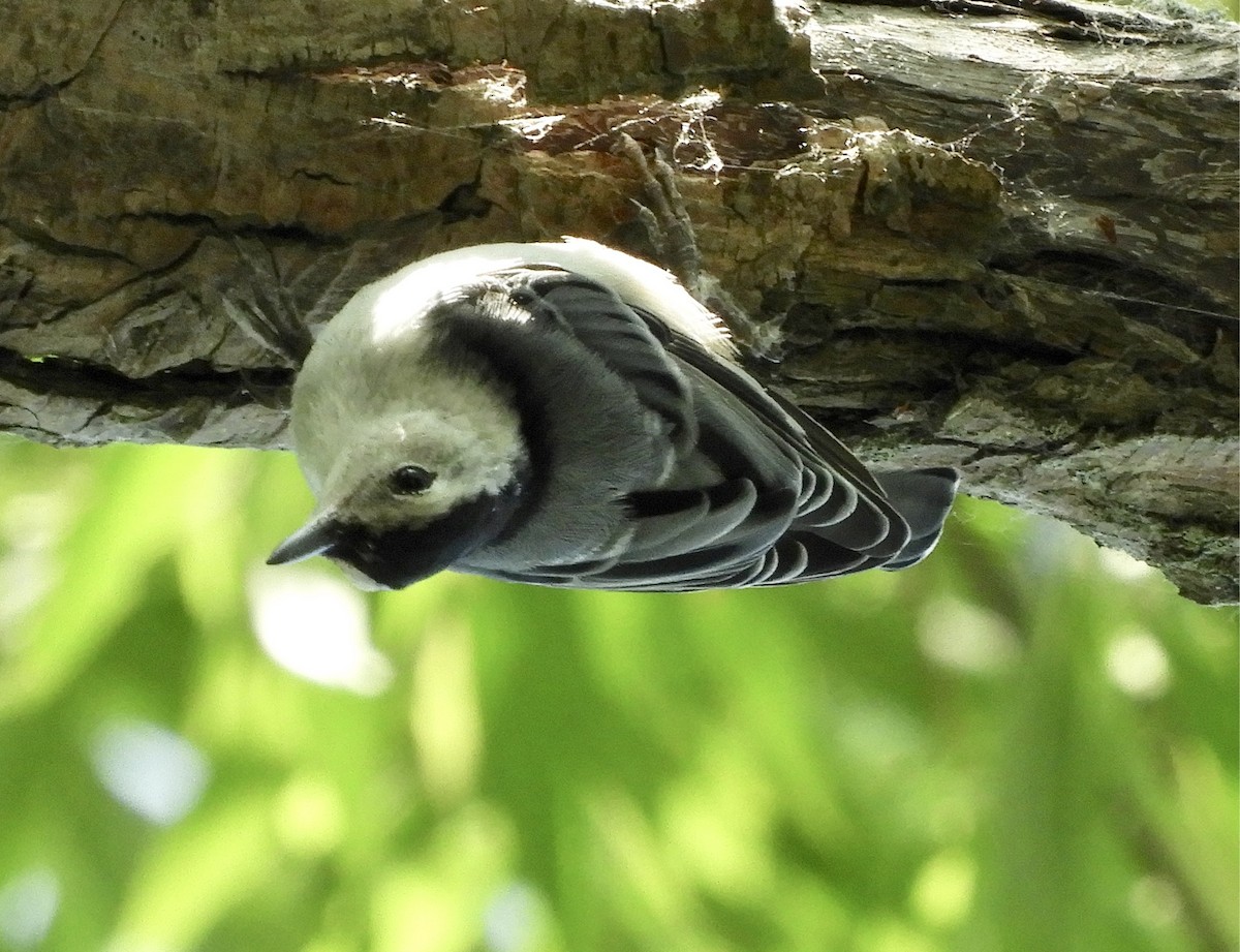 White-breasted Nuthatch - ML167836771