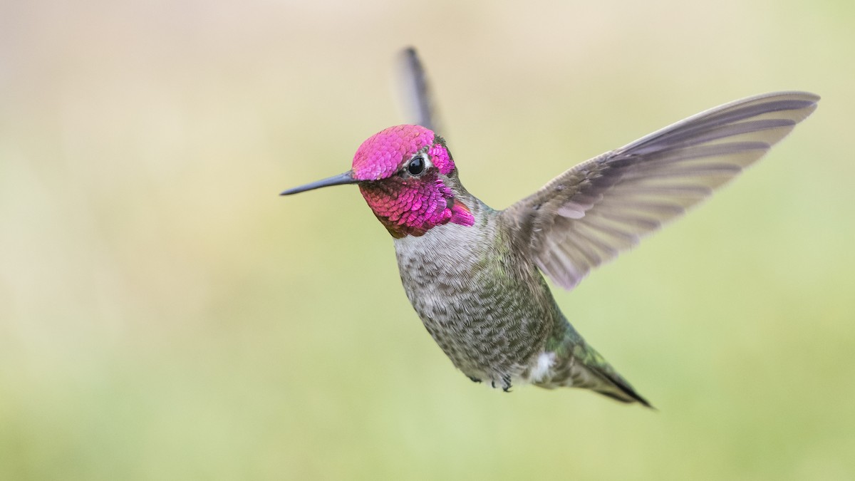 Anna's Hummingbird - Bryan Calk