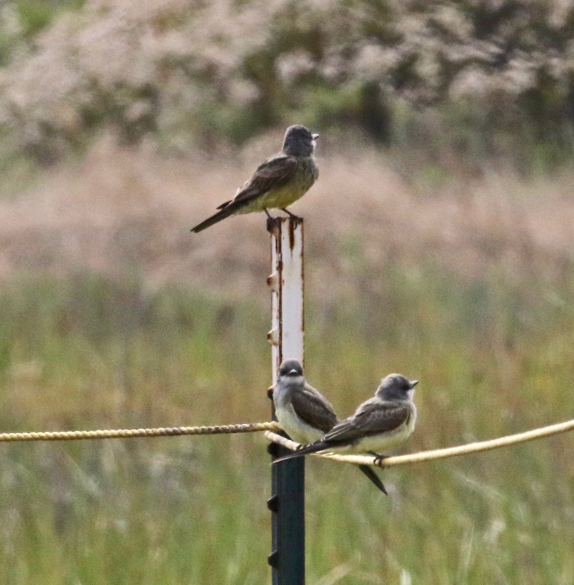 Cassin's Kingbird - ML167838561