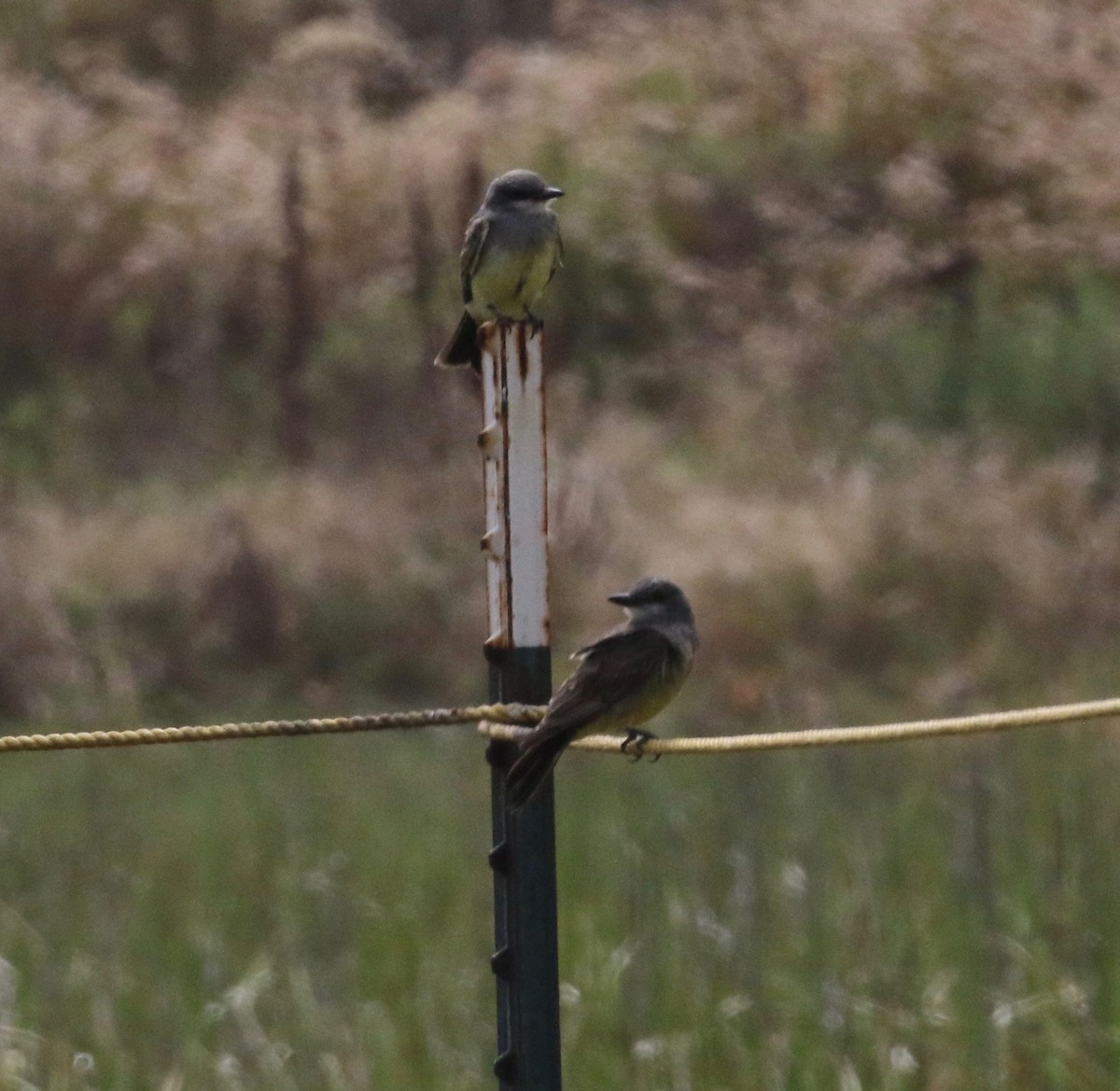 Cassin's Kingbird - ML167838631