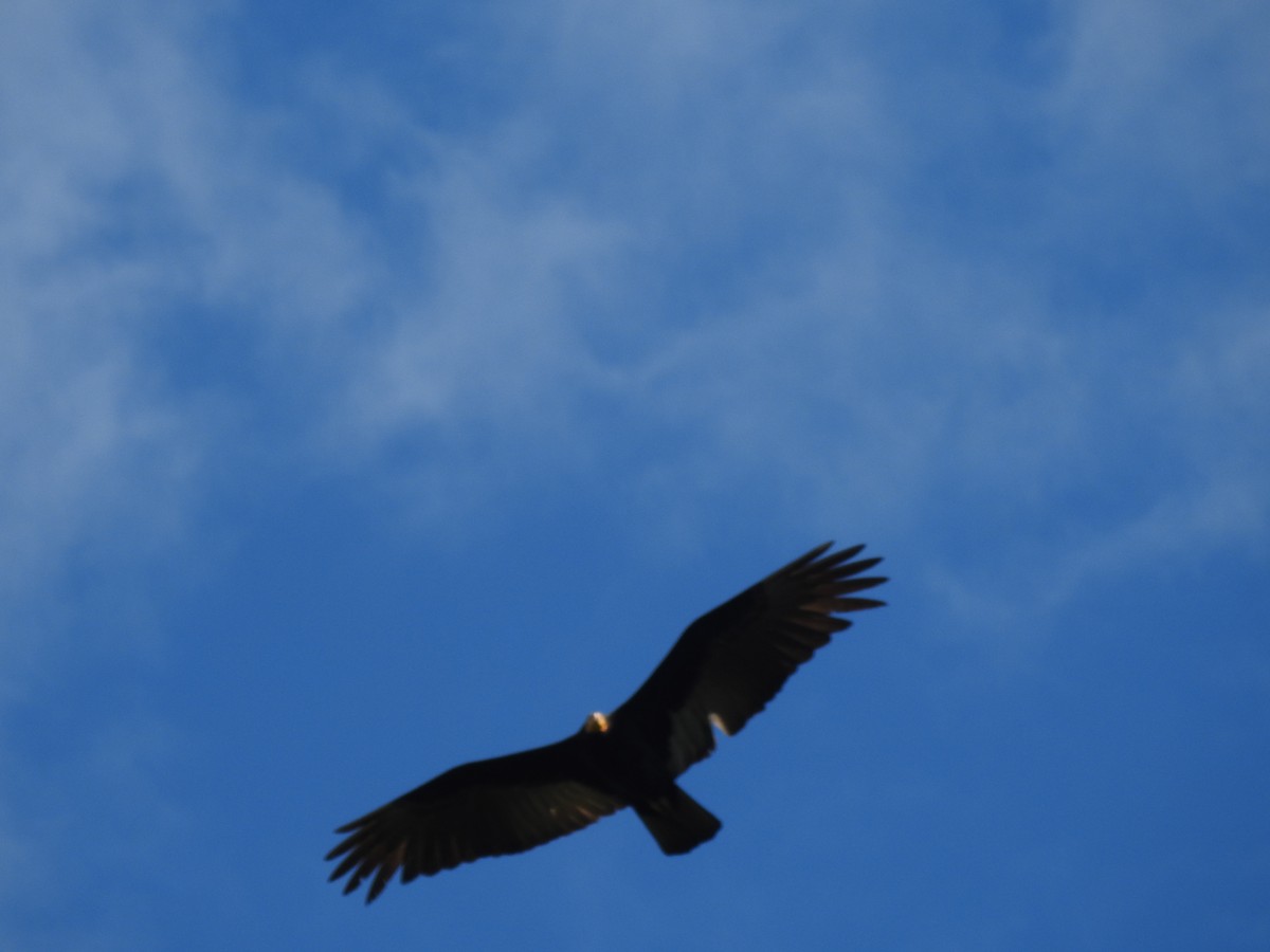 Greater Yellow-headed Vulture - ML167841561