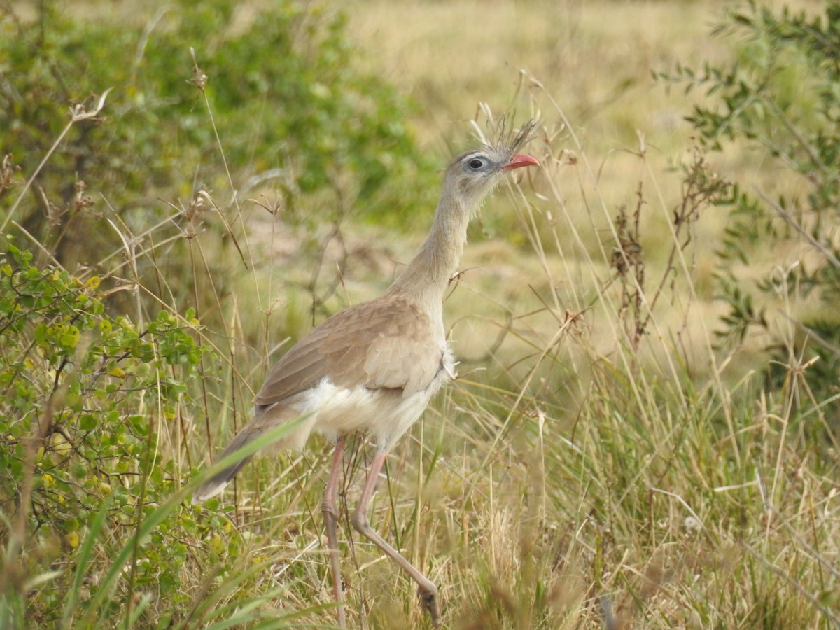 Red-legged Seriema - Edelweiss  Enggist