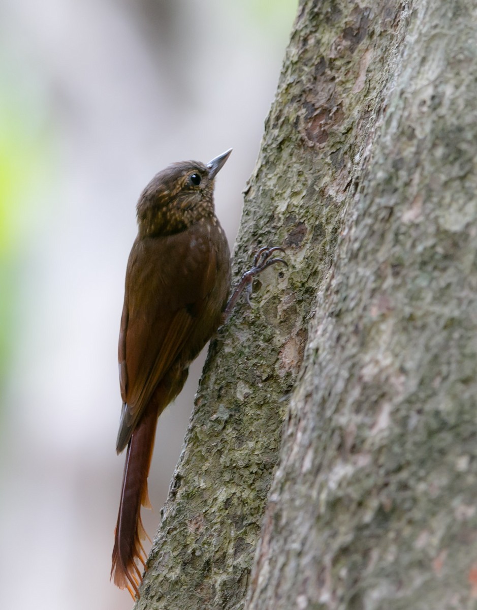 Wedge-billed Woodcreeper - ML167842481