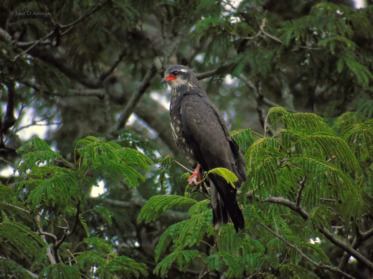 Snail Kite - Juan D Astorga