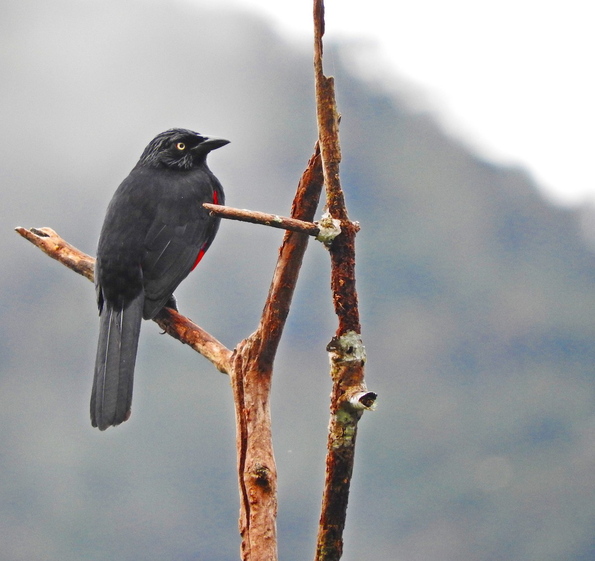 Red-bellied Grackle - ML167844251